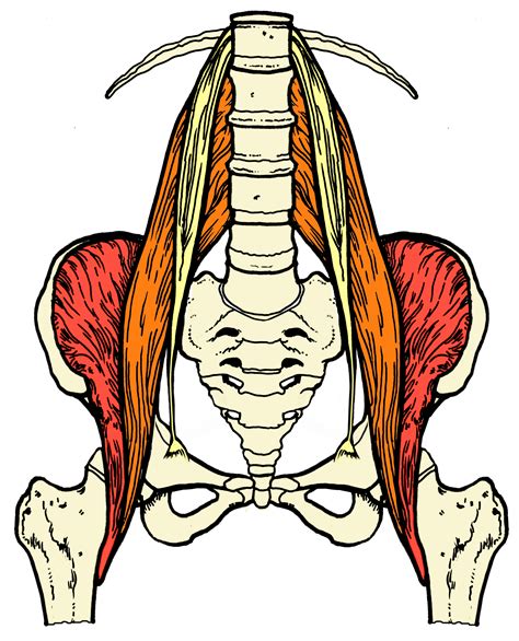 The Pelvis The Psoas And The Masseter Muscle