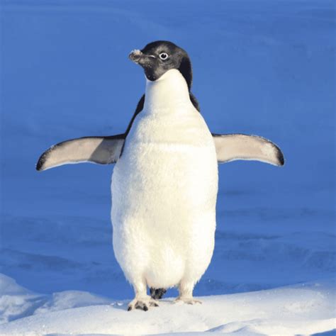 ¿qué Comen Los Pingüinos Smylepets