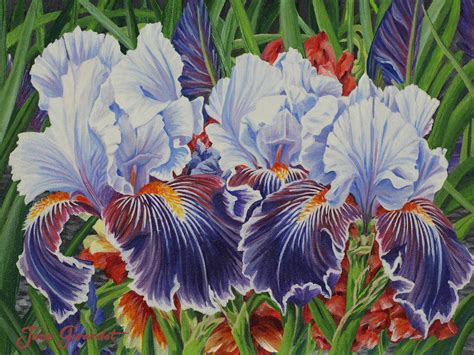 Iris Blooms Painting By Jane Girardot Art