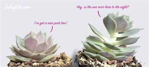 Soil ph should be average and the area should percolate well to prevent bogginess and excess moisture, which will cause rot in the root. Etiolation Falta de sol | Suculentas, Plantas, Datos de ...