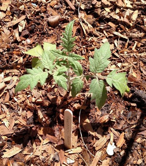 Here are the best garden mulches of 2021. Best Mulch for Tomatoes and Peppers | Leaf mulch, Wood ...