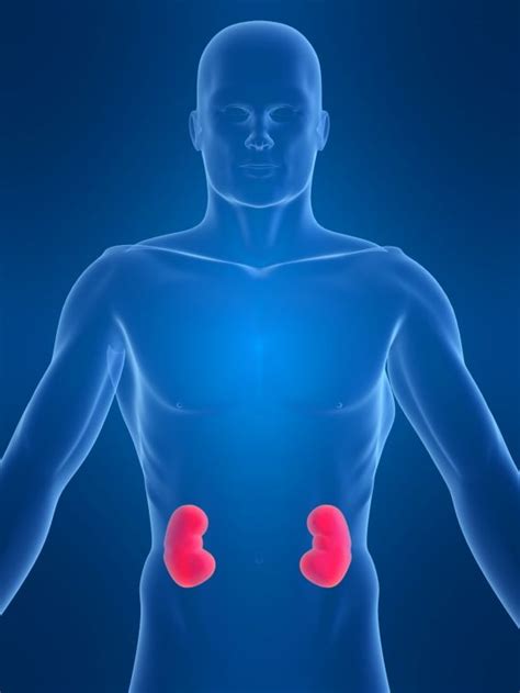 Those who are developing various health problems such as obesity, laziness, high blood pressure, sugar and kidney problems should make the exercise a part of their life. Natural Remedies for Kidney Disease