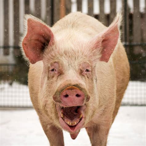 Best Pig Portrait Stock Photos Pictures And Royalty Free Images Istock