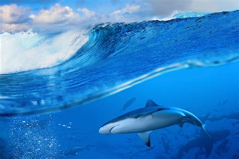 Sea Waves Shark Wallpapers Hd Desktop And Mobile Backgrounds