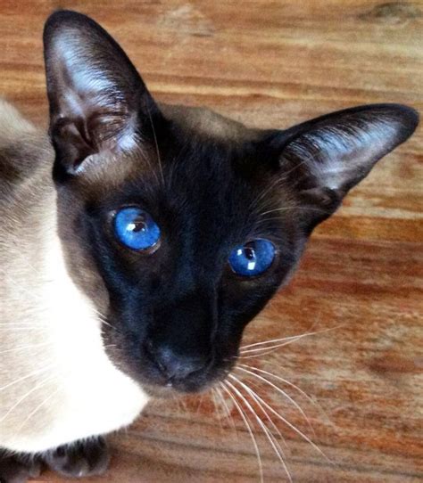 As 21 Melhores Imagens Em Gato Snowshoe No Pinterest Gatinhos