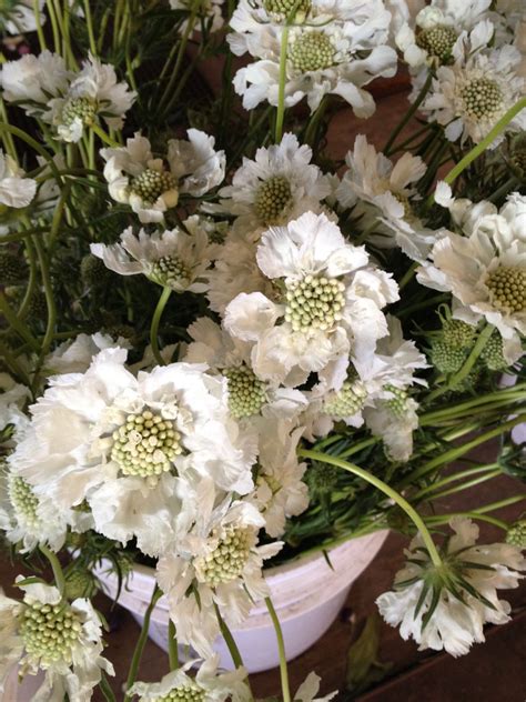 Scabiosa White Wedding Flowers Wholesale Flowers Flower Arrangements