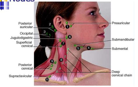 Preauricular Lymph Node Lymph Massage Lymph Nodes Nursing Assessment