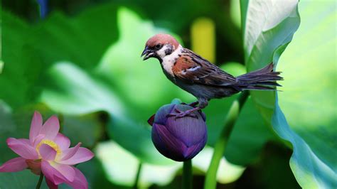 Bird With Flowers Wallpapers Wallpaper Cave