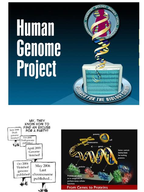 Human Genome Project Pdf Human Genome Genome