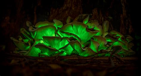 Ghost Mushroom Omphalotus Nidiformis Bioluminescent Fungi Found Sw