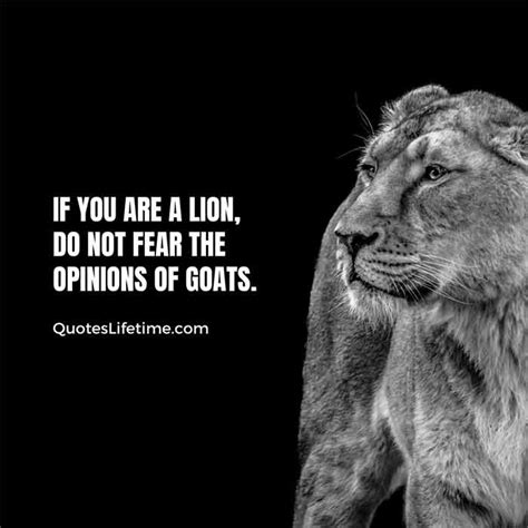150 Lion Quotes And Sayings With Images For Motivation