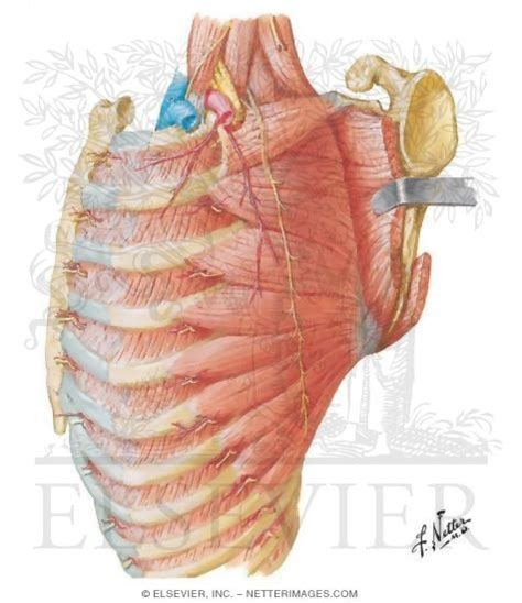 Nerve Of Brachial Plexus Long Thoracic Nerve