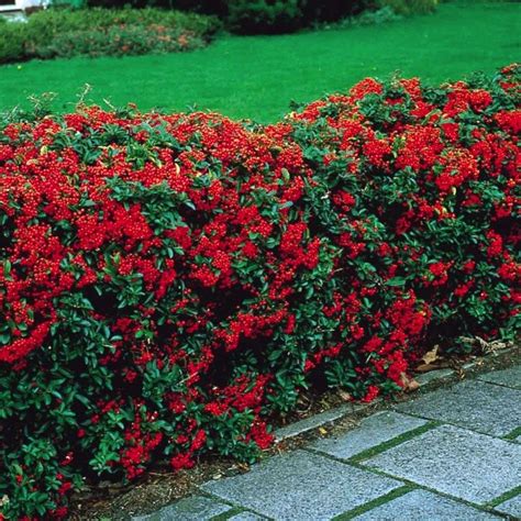 Fastest Growing Evergreen Shrubs For Privacy 2019 Best Home Gear
