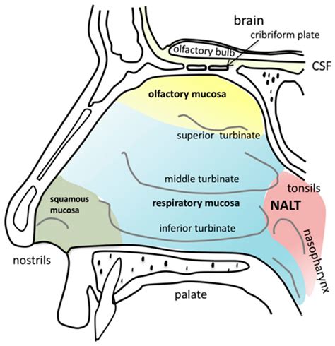 Pharmaceutics Free Full Text Tailoring Formulations For Intranasal