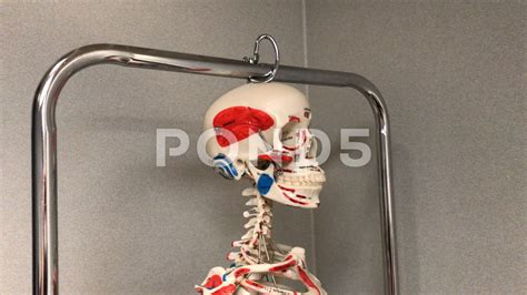 Medical Skeleton Stock Footage,#Skeleton#Medical#Footage#Stock | Stock footage, Skeleton, Medical