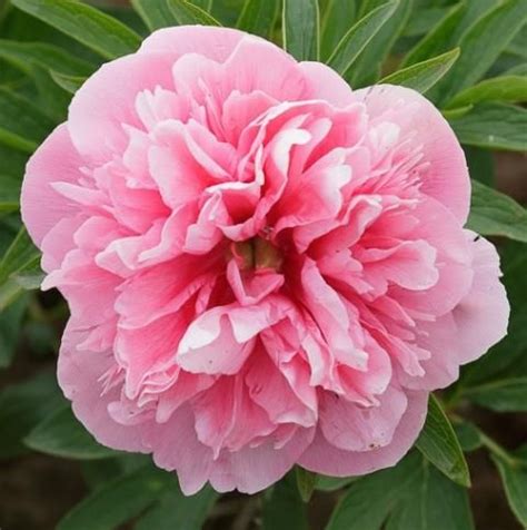 Bianco simile alla rosa ma senza spine, senza odore e con foglie a lancia. Pin di Margaret Cherubini su Peonia definita rosa senza ...
