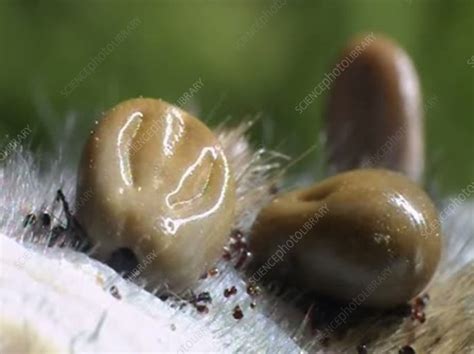 Female Ticks Laying Eggs Stock Video Clip K0066082 Science Photo