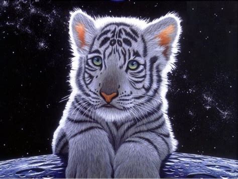 Le tigre (nom scientifique : EL TIGRE BLANC