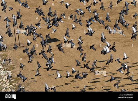 A Flock Of Pigeons Fly In The Air Stock Photo Alamy