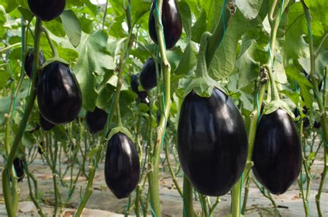 Eggplants How To Plant And Grow Eggplants The Old Farmers Almanac