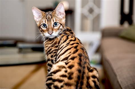 Toyger 101 Price Personality Lifespan And Facts Siamese Of Day