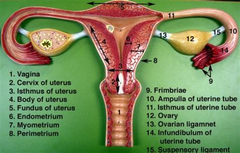 Two Ovaries And Fallopian Tubes In The Female Reproductive System Science Online