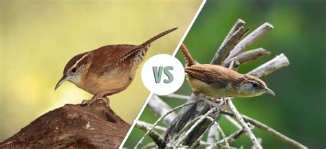 Carolina Wren Male Vs Female How To Tell The Difference Optics Mag