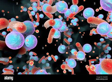 Spherical Bacteria Stock Photos And Spherical Bacteria Stock Images Alamy