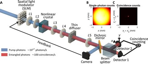 Experimental Setup A Spatially Entangled Photons Are Created By