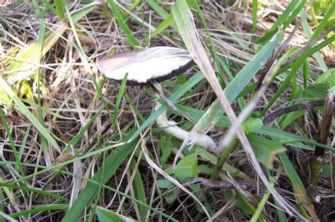 Two Field Mushrooms And One Lawn Mushroom To Id Mushroom Hunting And