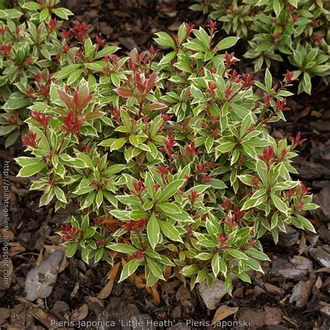 Vanwege leveringsproblemen is dit product tijdelijk niet te bestellen. Pieris japonica 'Little Heath' - Pieris japoński | Plants ...