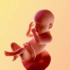 Your baby is about the size of a large cabbage your baby tips the scales this week at 3 pounds and is 15 3/4 inches long from head to heel. 30 Weeks Pregnant | Pregnancy Week by Week