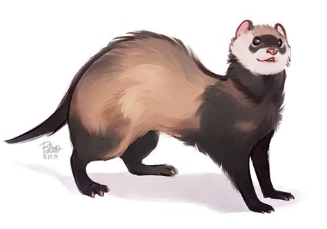 Ferret Study By Sylwiapakulska On Deviantart Cute Animal Drawings