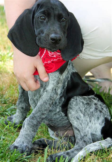 Boone The Coonhound Mix Puppies Daily Puppy