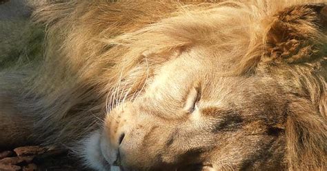 The Lion Sleeps Today Imgur