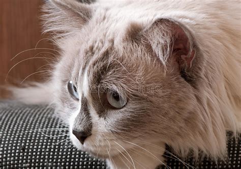 Ragdoll Breed Of Cat Face Stock Image Image Of Expression 46501285