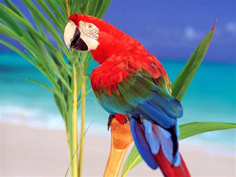 Choose from hundreds of free desktop backgrounds. Letest Colorful Parrot HD desktop wallpaper Background ...