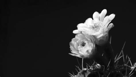 Cacti are all flowering plants, but some have more prominent blooms and there are cacti flower on fresh growth, so if your plant just sits there, unchanging year after year, it's very with its woolly white wax coating containing oval insects, it's one of the most common pests in. time lapse of cactus flowers, black 스톡 비디오 | 20581450 ...