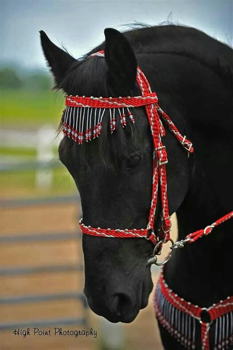 Braided Bridle Black Horses Pretty Horses Friesian Horse