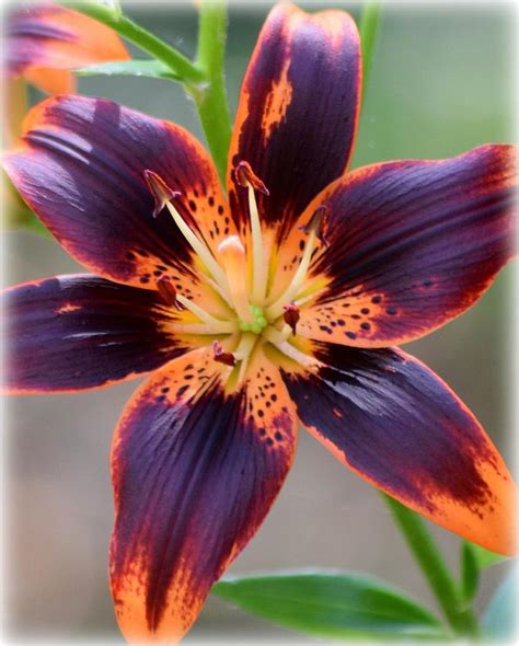 You can see examples of diy wedding flowers on our flower inspiration gallery! Black Orange Tiger Lily Photograph by Sheri McLeroy