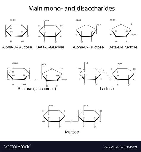 Main Cyclic Monosaccharides And Disaccharides Vector Image