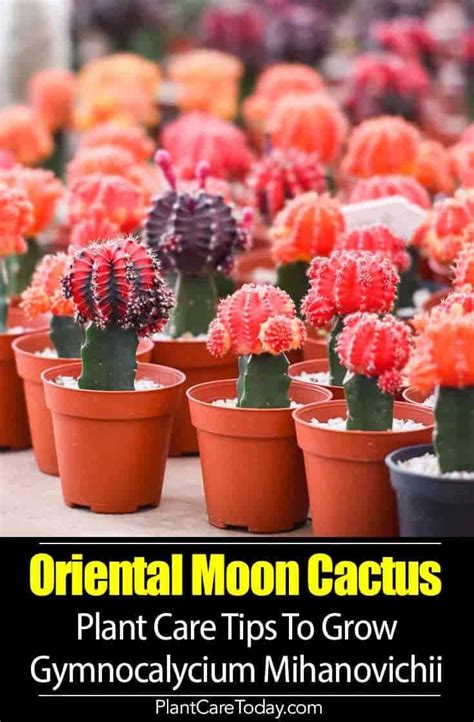 With its bright and cheerful blossoms, christmas cactus is a beautiful houseplant to. Gymnocalycium Mihanovichi: Tips For Growing Oriental Moon ...