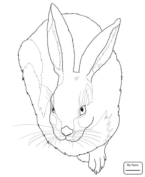 Jack Rabbit Drawing at GetDrawings | Free download