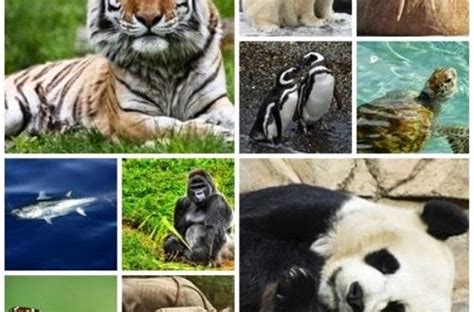 Animais em Extinção no Mundo Mundo Ecologia