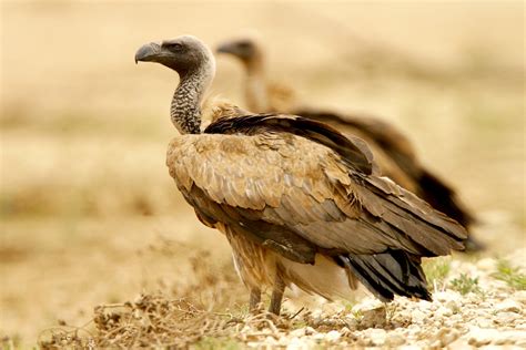 African Birds Of Prey