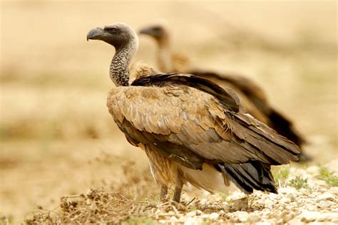 African Birds Of Prey And Scavengers Nature And Wildlife Photography