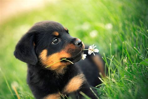 Rottweiler Puppies Wallpapers Top Free Rottweiler Puppies Backgrounds Wallpaperaccess