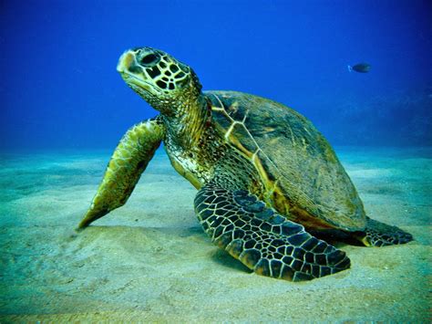 Drcs Science Blog Green Sea Turtles