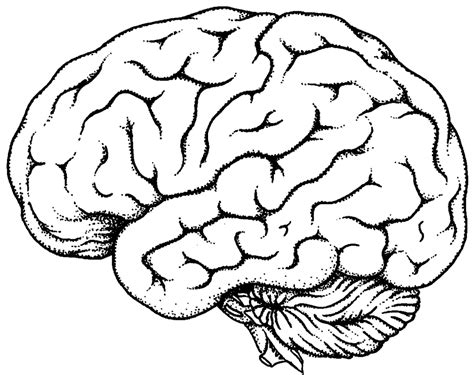 Free Brain Clipart Black And White Download Free Brain Clipart Black And White Png Images Free