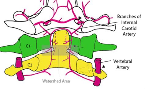 Cervical Spine Anatomy Spine Orthobullets